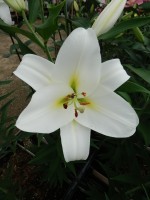 [5202 Ubinas VH No02.JPG]